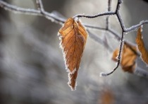В пятницу, 2 декабря, белгородцам снова не удастся увидеть снег: прогнозам синоптиков, осадков в этот день не ожидается