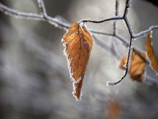 Синоптики предупредили белгородцев о небольшом морозе и ветре 2 декабря