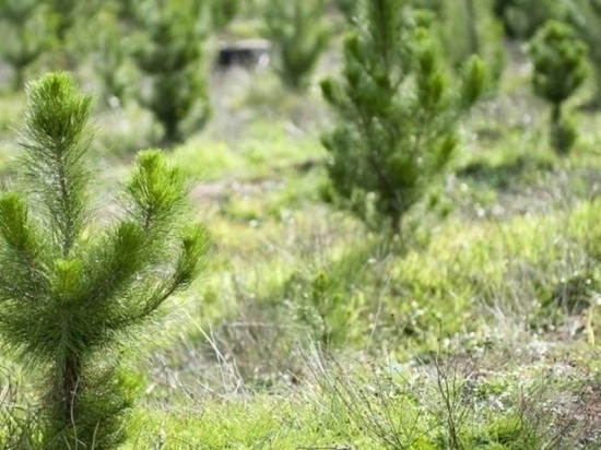 В Ярославской области завершены работы по подготовке почвы под искусственное лесовосстановление