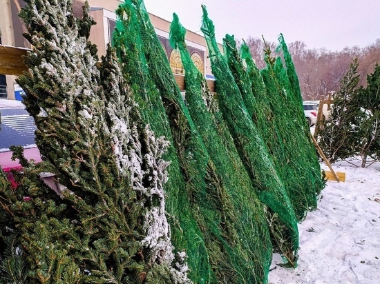 Около 2 тысяч хвойных деревьев для ёлочных базаров заготовили лесхозы Омской области