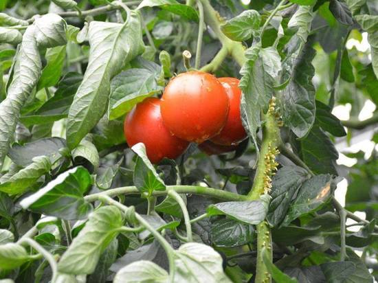 Сбор томатов завершается в псковской агрофирме «Победа»