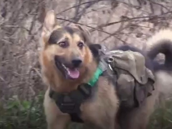 Минобороны показало, как пес Бандит помогает российскому бойцу на передовой