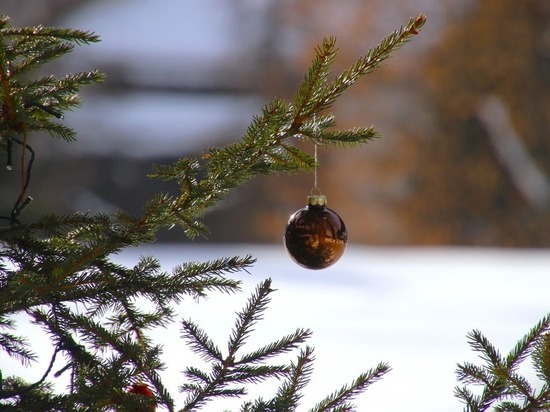 В белгородских лесах усилили охрану елок в преддверии Нового года