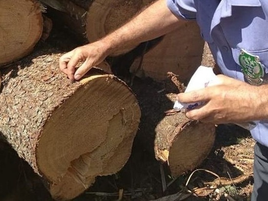 Из Тверской области пытались вывезти древесину с жуком-вредителем