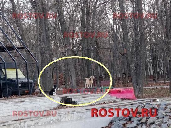 В Ростове бездомные собаки набросились на девушку в парке Революции