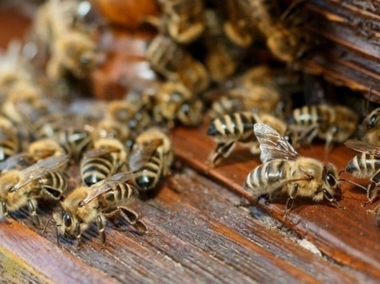 Соседские пчёлы затерроризировали орловскую семью