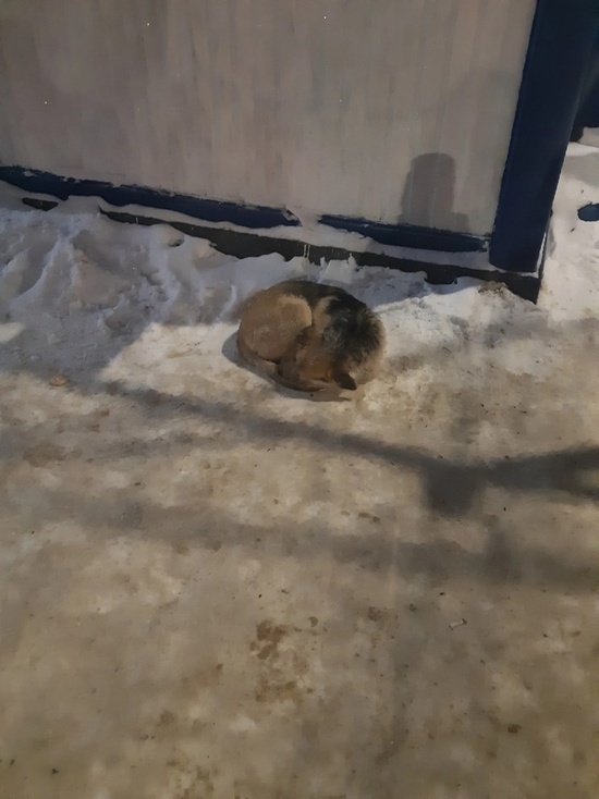 На автобусной остановке в Твери замерзает собака: жители ищут передержку