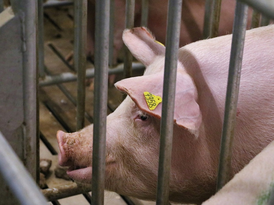 На Кубани зафиксировали очаг африканской чумы свиней
