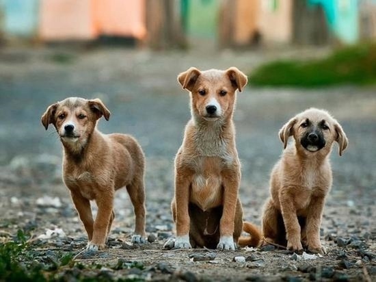На Орловщине предложили готовить бродячих псов для участия в СВО