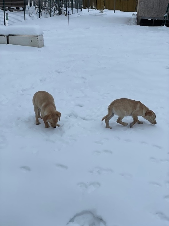 В СНТ Тверской области маленькие щенята оказались на улице в мороз
