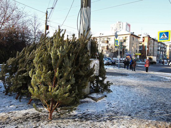 Южноуральцам напомнили о наказании для похитителей новогодних елок