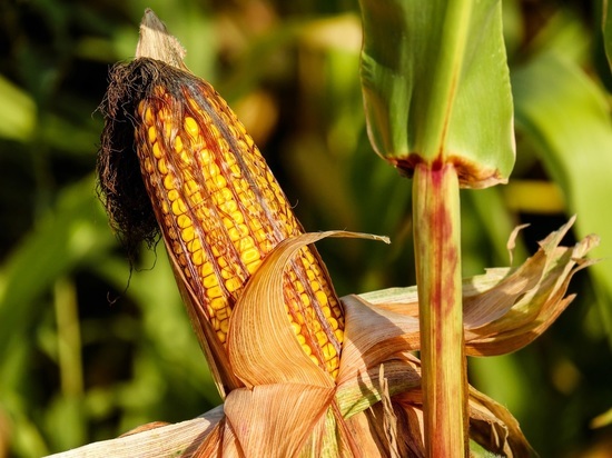 В Курской области двух мужчин судят за кражу 1 тысячи початков кукурузы