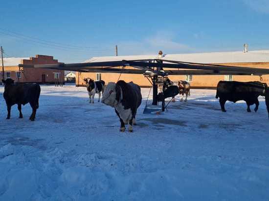Алтайские аграрии обсудили вопросы импортозамещения в животноводстве