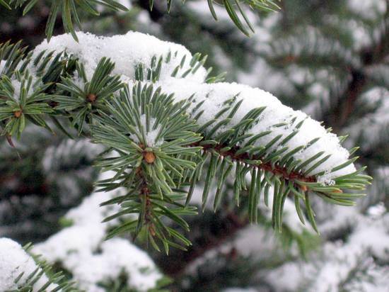 Почти 2 тысячи елей к новогодним праздникам подготовил лесопитомник в Ивантеевке