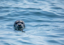 На побережье Каспийского моря в Махачкале обнаружено около 700 мертвых тюленей, об этом сообщает пресс-служба СКТУ Росрыболовства