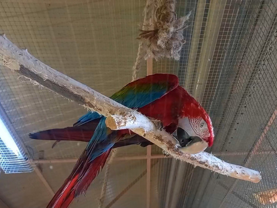 Попугай ара поселился в зоопарке Воронежа и зовет Вову