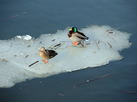 Утки в Подмосковье могут замерзнуть в пруду из-за морозов