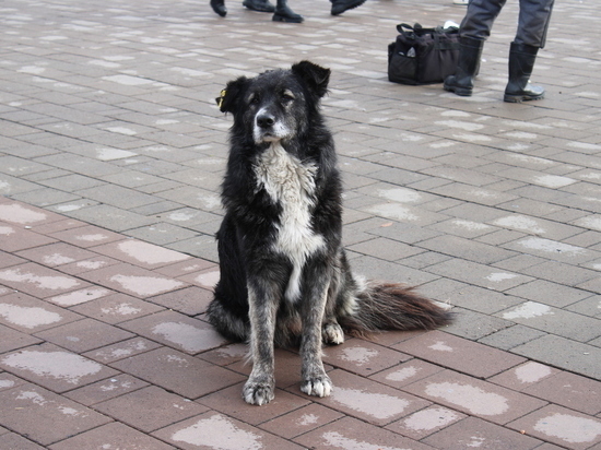 Более 60 бездомных собак отловили в Чите за неделю