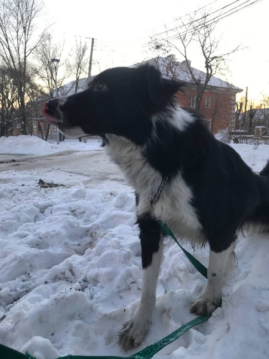 В Челябинске собака путешествовала в маршрутке