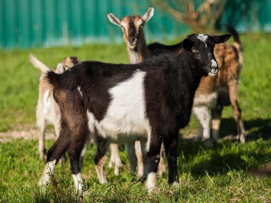 Житель Курской области отказался вакцинировать своих коз от сибирской язвы