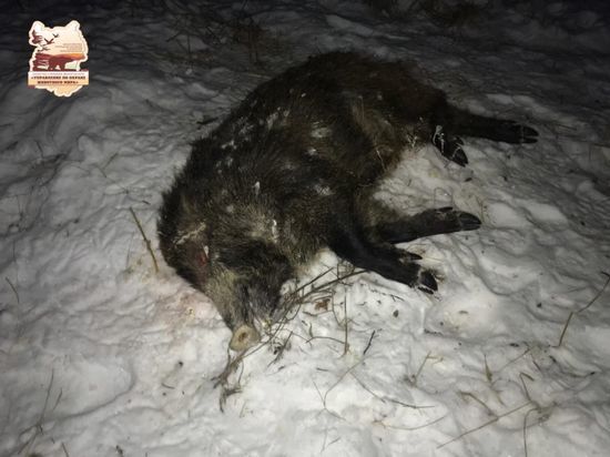 Двух кабанов незаконно убили охотники в районе нашумевшего пожаром села в Омской области