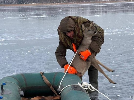 В Валдайском национальном парке косулю спасли со льда озера