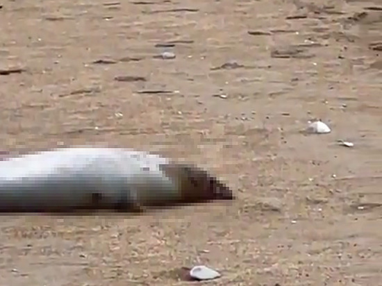 В Дагестане назвали естественной смерть 700 выбросившихся на берег тюленей