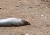 В Каспийском природоохранном центре сообщили, что количество погибших тюленей на побережье моря в Дагестане достигло 1700
