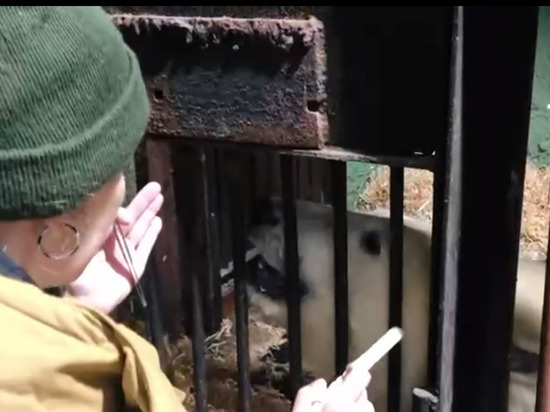 У спасенного в Красноярском крае белого медведя Диксона заживают раны