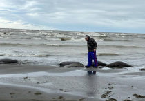 Член думского комитета по безопасности и противодействию коррупции Абдулхаким Гаджиев прокомментировал происшествие в Дагестане, где на берегу Каспийского моря обнаружили уже более тысячи мертвых тюленей