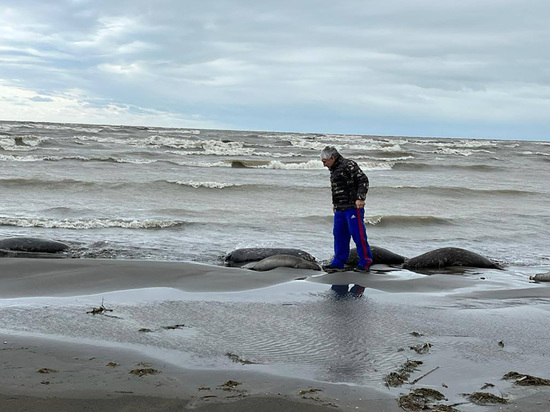 В Госдуме связали массовую гибель тюленей в Каспии с "биолабораториями США"