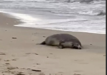 На побережье Каспийского моря возросло число погибших тюленей