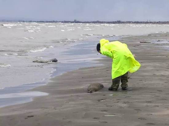 Количество погибших в Дагестане особей тюленей достигло 2500