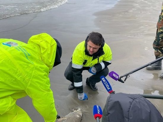 В Дагестане нашли уже более 2500 мертвых тюленей