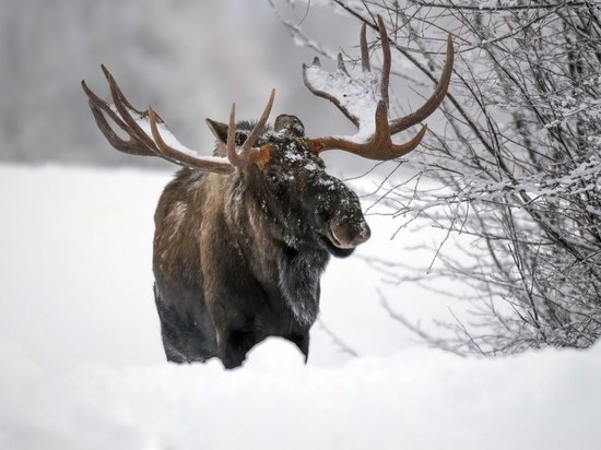 В Новосибирской области мужчину осудят за охоту на лося