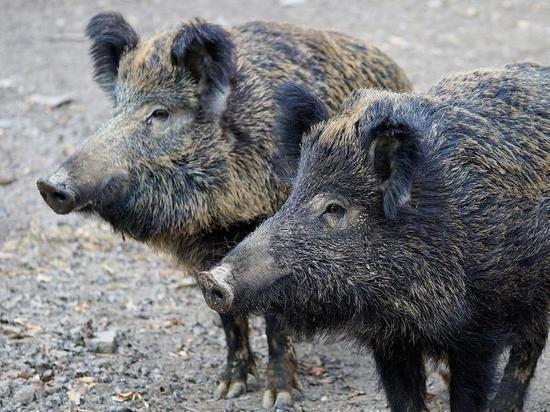 В Орловской области в очагах АЧС погибает до 100% заболевших свиней