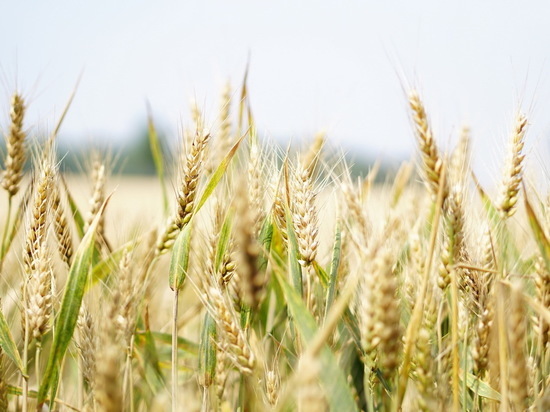 Урожай зерна в Чувашии превзошел прошлогодний на 74%