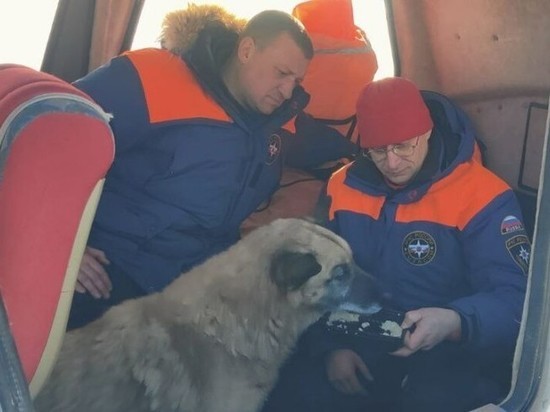 Татарстанские спасатели вытащили провалившуюся под лед собаку