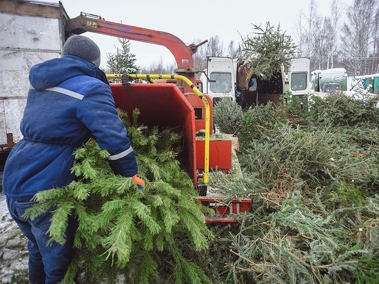 Петербуржцы смогут сдать новогодние елки на корм и подстилки для животных