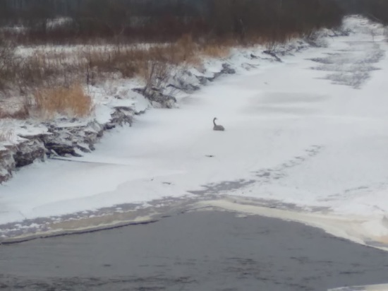 В деревне Карелии Каршево замерзает краснокнижный лебедь