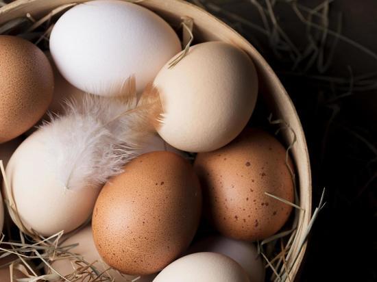 Новосибирские ученые нашли способ определять пол птицы в яйце