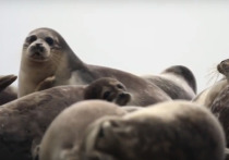 Резерват для сохранения популяции каспийского тюленя создадут в Казахстане