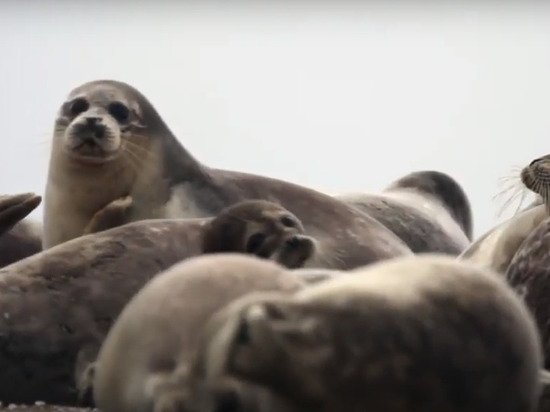 Казахстан решил создать резерват для сохранения каспийских тюленей