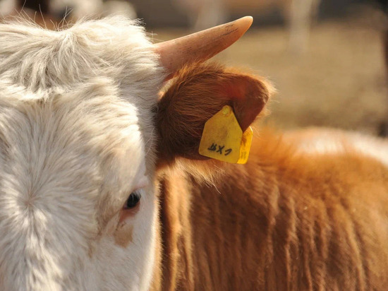 У жительницы Волгоградской области похитили коров на 700 000 рублей