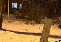 На детской площадке в Тульской области бегает лиса