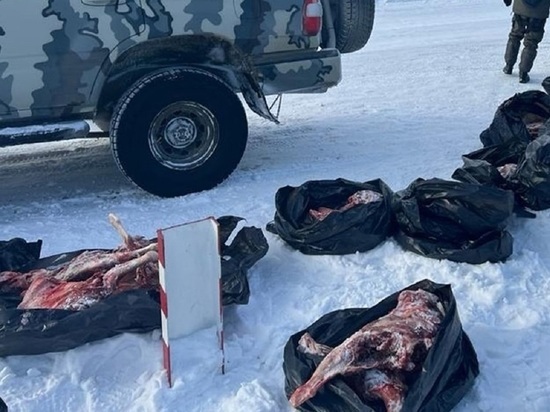 Жителей Алтайского края заподозрили в убийстве козерогов на фоне запрета на их добычу