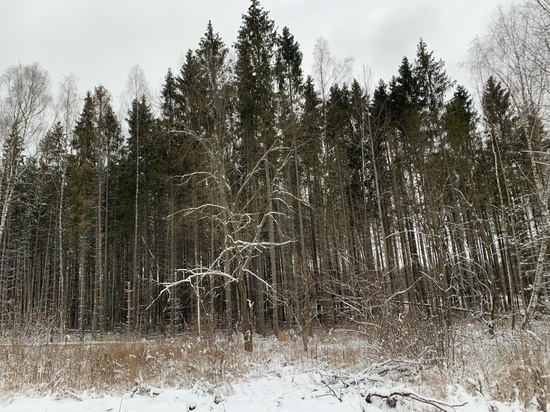 В Крыму перед Новый годом станут усиленно охранять хвойные леса