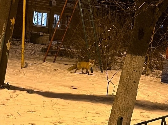 На детской площадке в Заокском районе бегает лиса