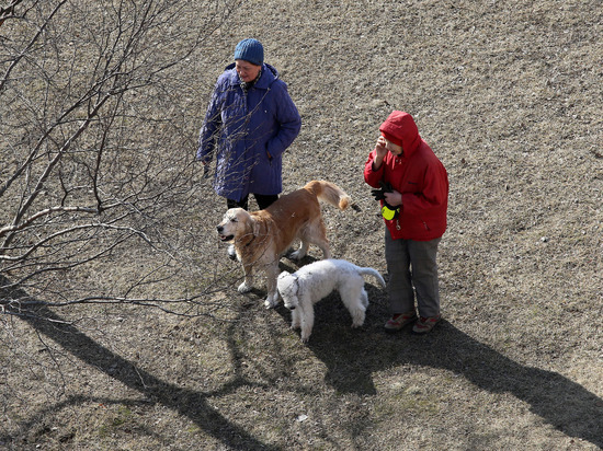Депутат Госдумы рассказал, почему штрафы за выгул собак эффективнее видеоконтроля