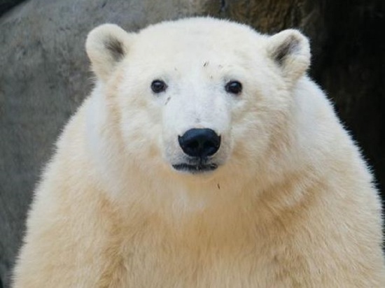 Спасенный в Красноярском крае медведь Диксон научился сидеть и держать равновесие